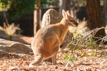 A western grey australian kangaroo with joey looking out of the pouch, eats leaves