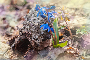 Blue snowdrops in the forest near a tree bark. Magic wood edit.