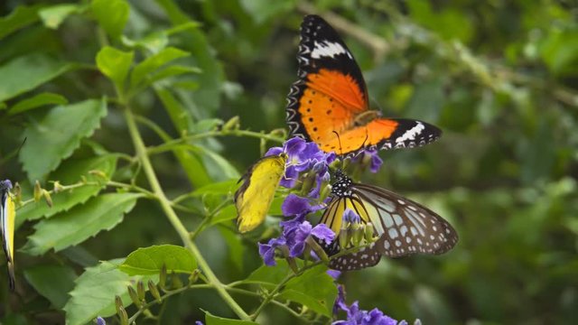 Leopard Lacewing butterflies feed on flowers close up