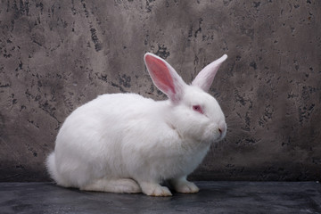 Rabbit in studio