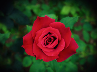beautiful red rose Bush red roses, bouquet of red roses