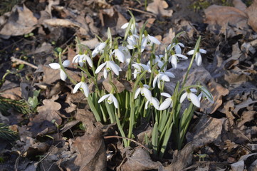 Common snowdrop - first spring, white flowers make impressive flower carpet
