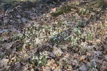 Common snowdrop - first spring, white flowers make impressive flower carpet