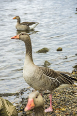 Wild Geese