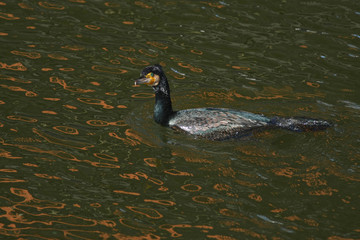 cormorant - a perfect aviator, swims and dives well, plumage is not waterproof