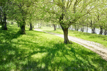 spring forest at sunny day, bright light and shadows on the grass, beautiful landscape