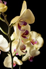 	Orchid flowers on a black background 