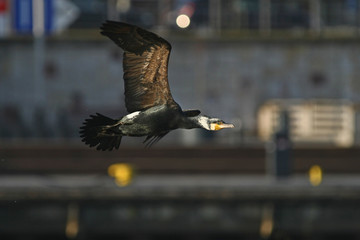 cormorant - a perfect aviator, swims and dives well, plumage is not waterproof