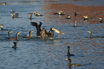 cormorant - a perfect aviator, swims and dives well, plumage is not waterproof © zmija5