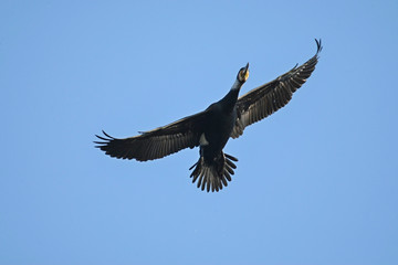 cormorant - a perfect aviator, swims and dives well, plumage is not waterproof