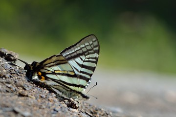 Butterfly from the Taiwan (Pazala eurous) Tailed Such as swords butterfly