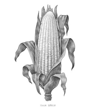 Corn hand drawing vintage engraving illustration