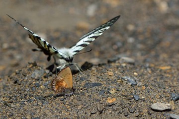Butterfly from the Taiwan (Pazala eurous) Tailed Such as swords butterfly