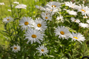 Chamomile flowers in the garden, focus on flower in front