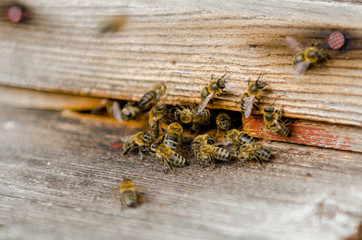 The bee swarm is sitting on the street