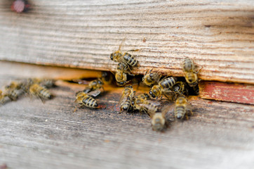 The bee swarm is sitting on the street