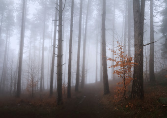 Fototapeta premium Panoramic view to the misty forest