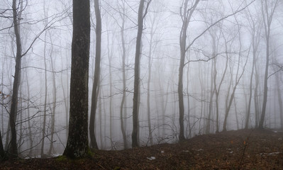 Panoramic view to the misty forest