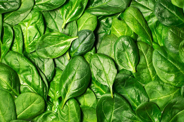 Fototapeta na wymiar Texture of young spinach leaves