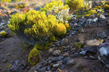 Végétation - Piton de la Fournaise - Ile de la Réunion