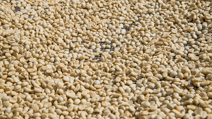 Raw coffee bean for background.
