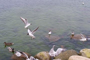 Flying seagulls and ducks floating on water near rocks