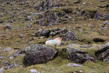 Kerry, Ireland