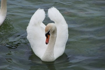 A mute swan on water - obrazy, fototapety, plakaty