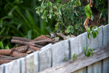 A female wren sitting on a pile of wood near a garden fence
