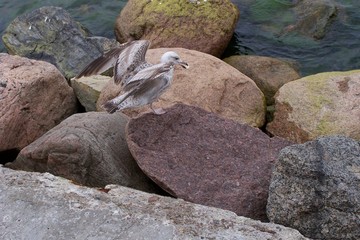 The young great black-backed gull on the rock by the Baltic Sea