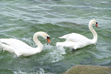 The mute swan chasing another swan - obrazy, fototapety, plakaty