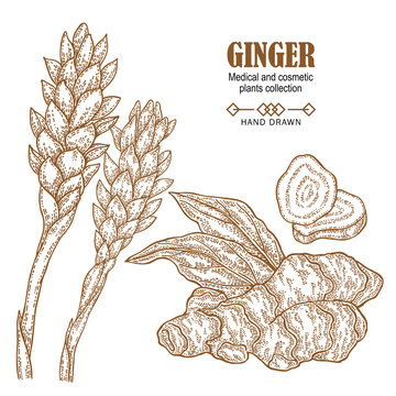 Ginger plant set. Hand drawn ginger root and flowers isolated on white background. Vector illustration engraved. Medical and cosmetic plant collection.