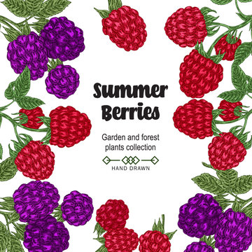 Hand drawn background with summer berries. Blackberry and raspberry branches isolated on white. Vector colored sketch illustration.