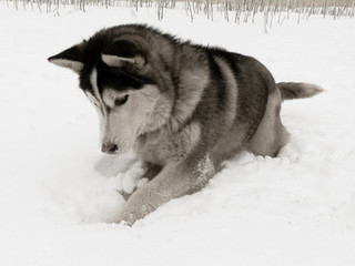 Husky plays in the snow a black and white image of a dog in the winter of the year