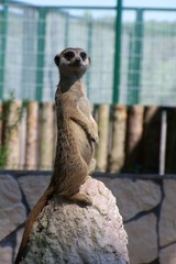 A grey meerkat © E-lona