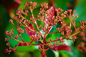 Photinia /boutons 