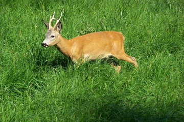 A fawn in a meadow © E-lona
