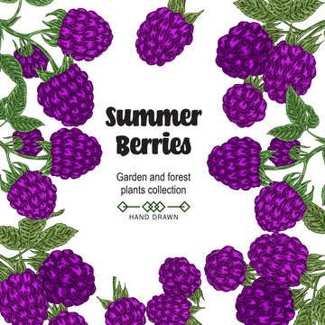 Hand drawn background with summer berries. Blackberry branches isolated on white. Vector colored sketch illustration.