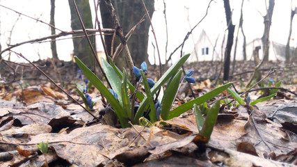 Spring first snowdrops in the forest