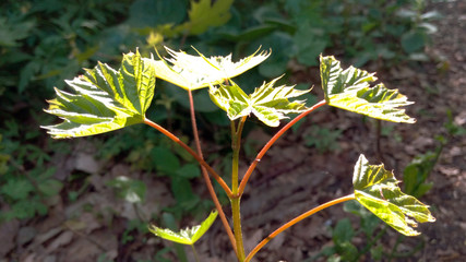 Maple tree small in spring or summer in the forest in sunny clear weather