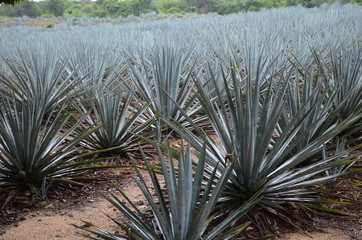 blue agave