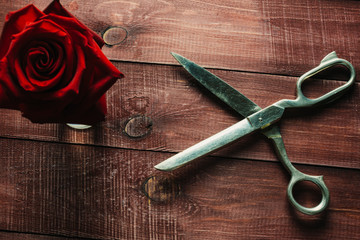Beautiful bright red rose and old vintage rustic old scissors. Concept of idea of cutting and preparing a bouquet for an event. Magazine trendy style