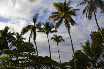 Fototapeta na wymiar Palmen in der Karibik