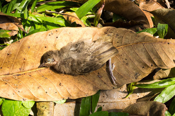 Dead bird on leaf in garden, Close up
