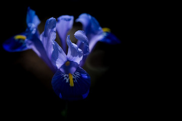 Spring, blue iris flower on a dark background