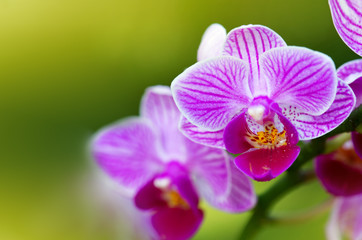 Pink orchid with water drops isolated.