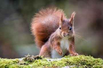 Écureuil en forêt de Fontainebleau