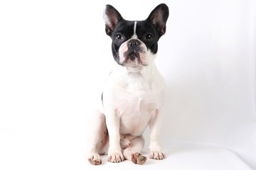 Fototapeta premium French bulldog portrait in the studio