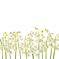 Lily of the valley  flowers isolated border background