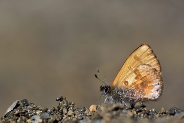Butterfly from the Taiwan (Orthomiella rantaizana) Una rantaizana butterfly in water